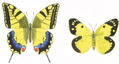 LEPIDÓPTEROS