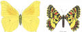 LEPIDÓPTEROS