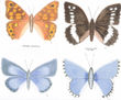 LEPIDÓPTEROS