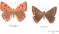 LEPIDÓPTEROS