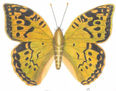 LEPIDÓPTEROS