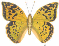 Lepidópteros