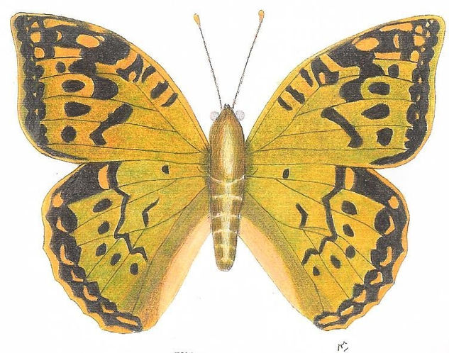 LEPIDÓPTEROS 