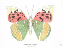 Lepidópteros