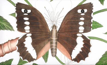 Lepidópteros