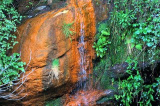 Ferruginosas Zipitoste Maggic 