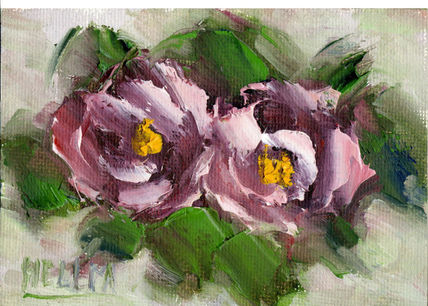 Rosas Cor de Rosa
