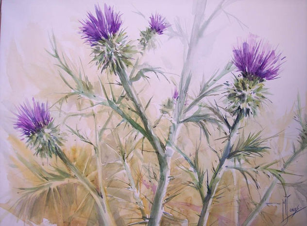 CARDOS EN VIOLETAS