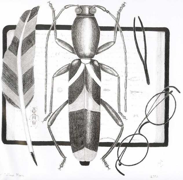 ENTOMOARTE-SURREALISTA