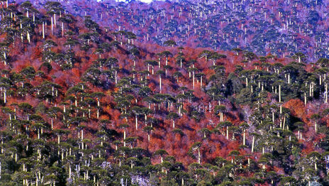 Bosque de Araucarias