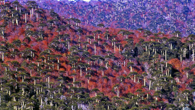 Bosque de Araucarias