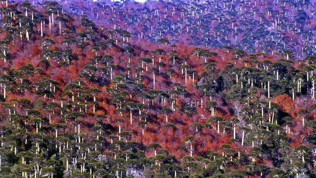 Bosque de Araucarias Naturaleza Color (Química)