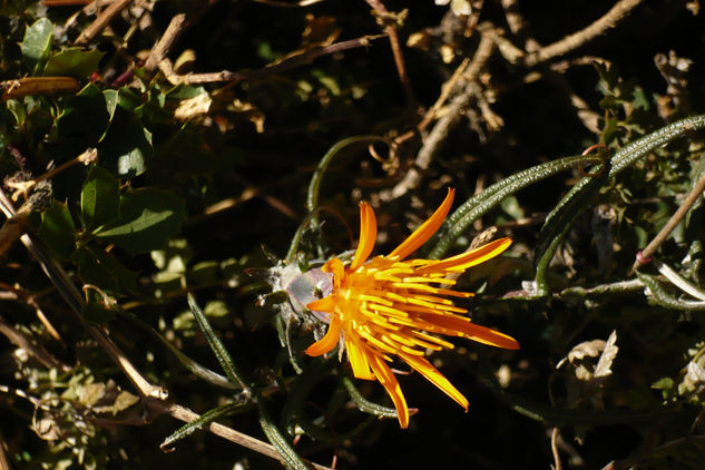 flor curiosa 