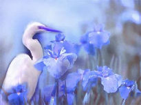 Garza azul.
