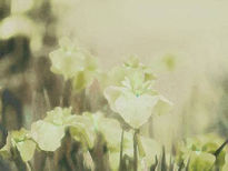 Flores verdes