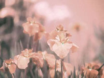 Flores salmón.