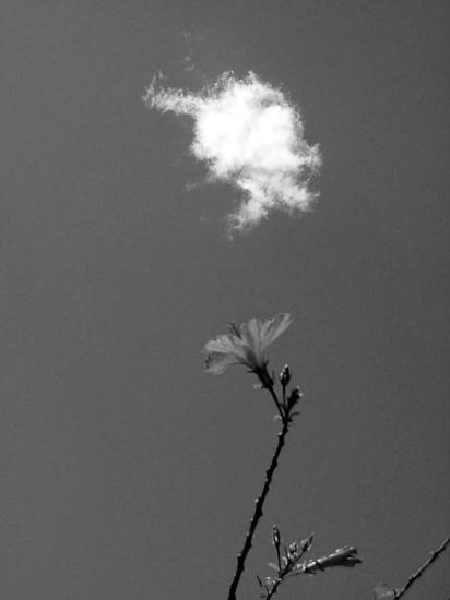 Magia Naturaleza Blanco y Negro (Digital)