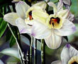 Orquídeas Blancas