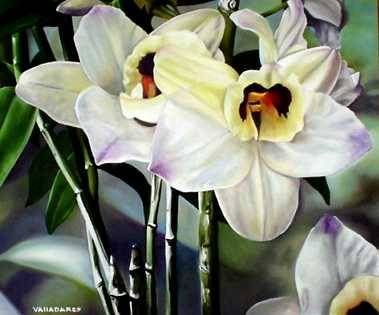 Orquídeas Blancas