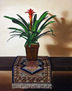GUZMANIA SOBRE TAPETE