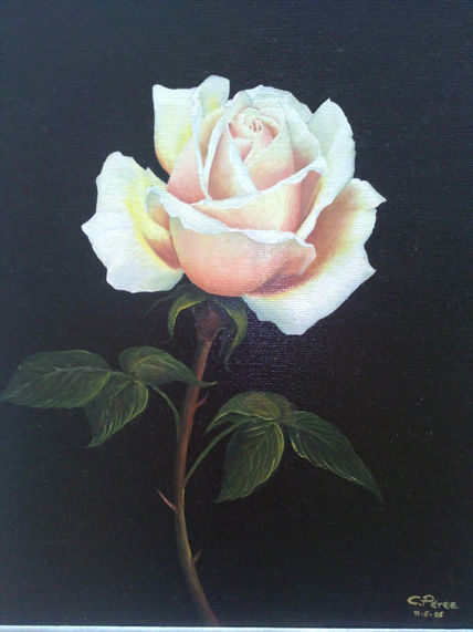 Rosa rosa
