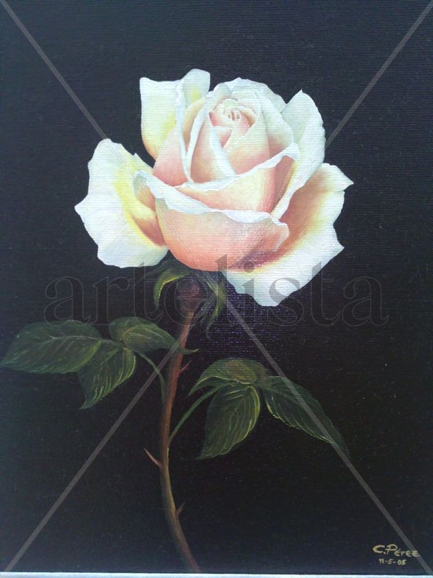 Rosa rosa