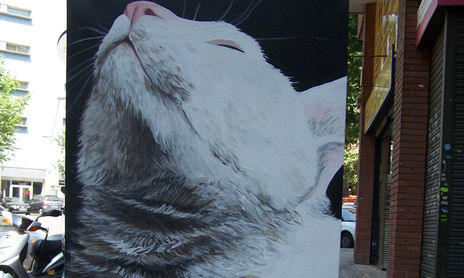 Gatos Blancos