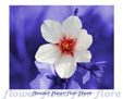 flor 22