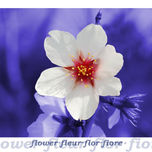 Belleza natural thumbnail 2