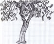 arbol