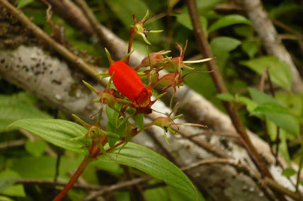 Flor roja extraña y...