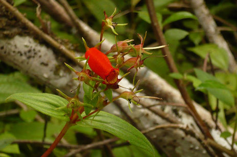 Flor roja extraña y...