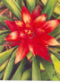 "Bromelia roja"