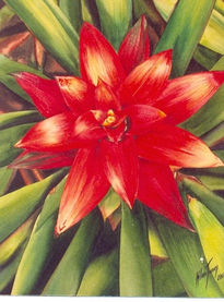 "Bromelia roja"