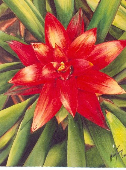 "Bromelia roja"