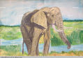 Elefante africano