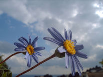 Azules y amarillas