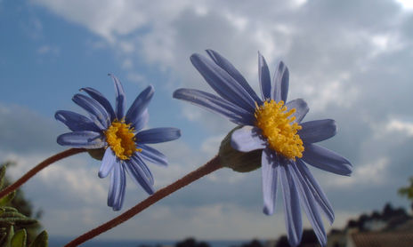 LILAS Y AZULES