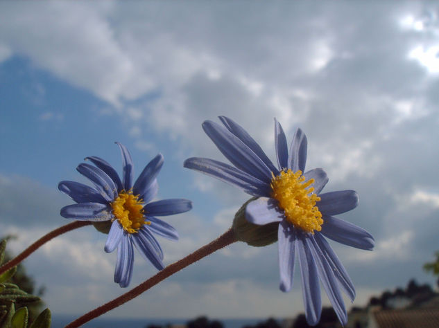 AZULES Y AMARILLAS 