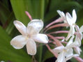 JAZMINES BLANCOS.