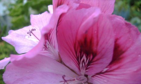 FUCSIA