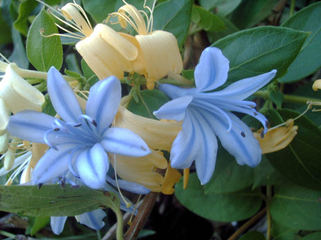 Azules y amarillas