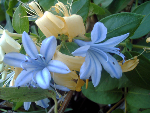 AZULES Y AMARILLAS 