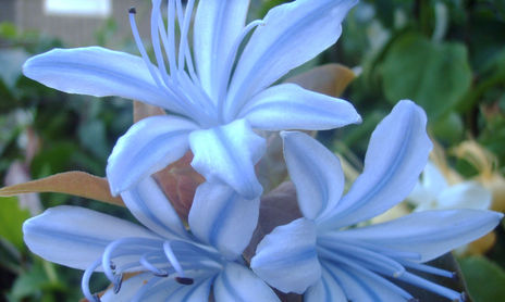 AZULES