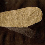 animalillos thumbnail 2
