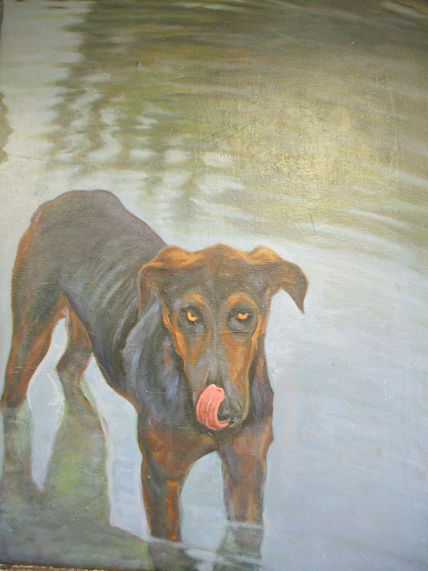 Perro callejero en...