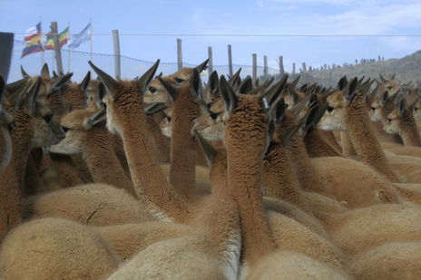 Divino animal