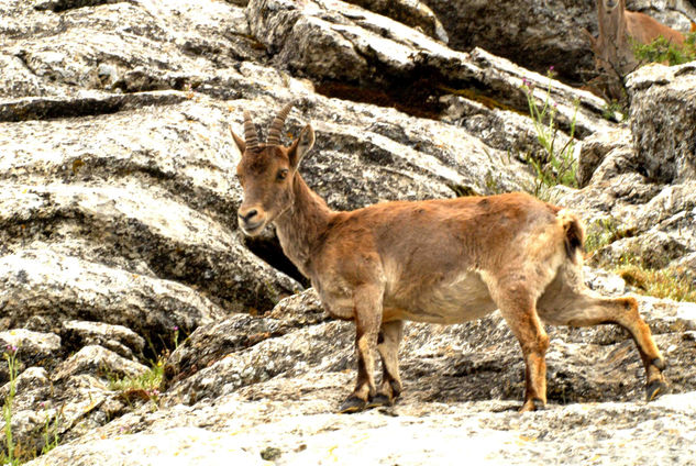 Cabra Montes 