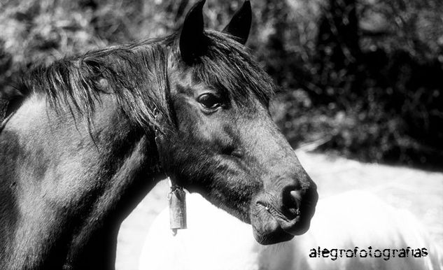 Caballo cara 