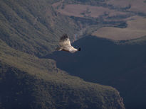 A vista de pájaro